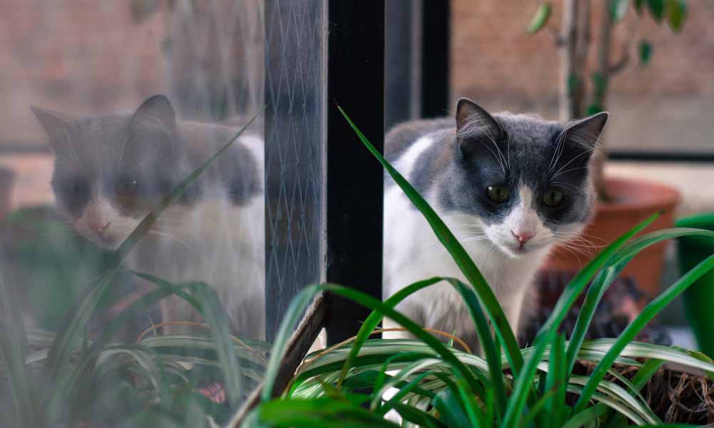 какие растения опасны для кошек