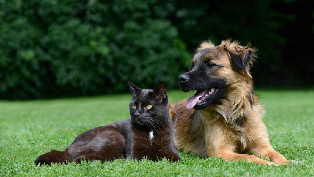 черный кот и пес