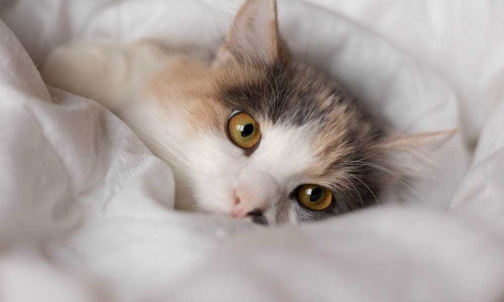 грустная кошка в одеяле