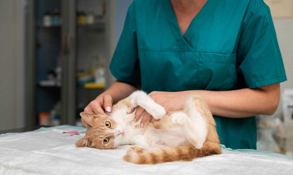 кошка в ветеринарной больнице