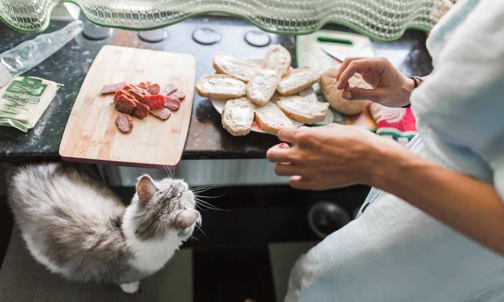 кот и человеческая еда