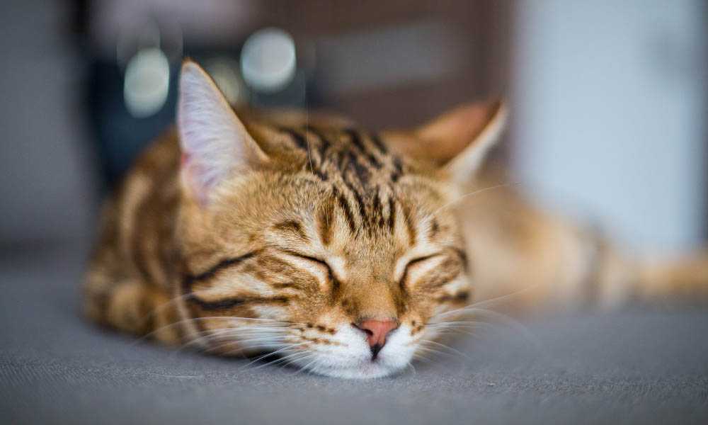 Как понять что у кошки температура без градусника?