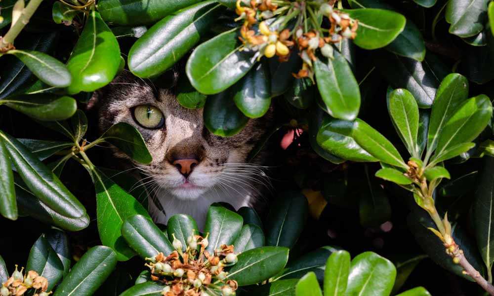 11 ядовитых для кошек растений с фото
