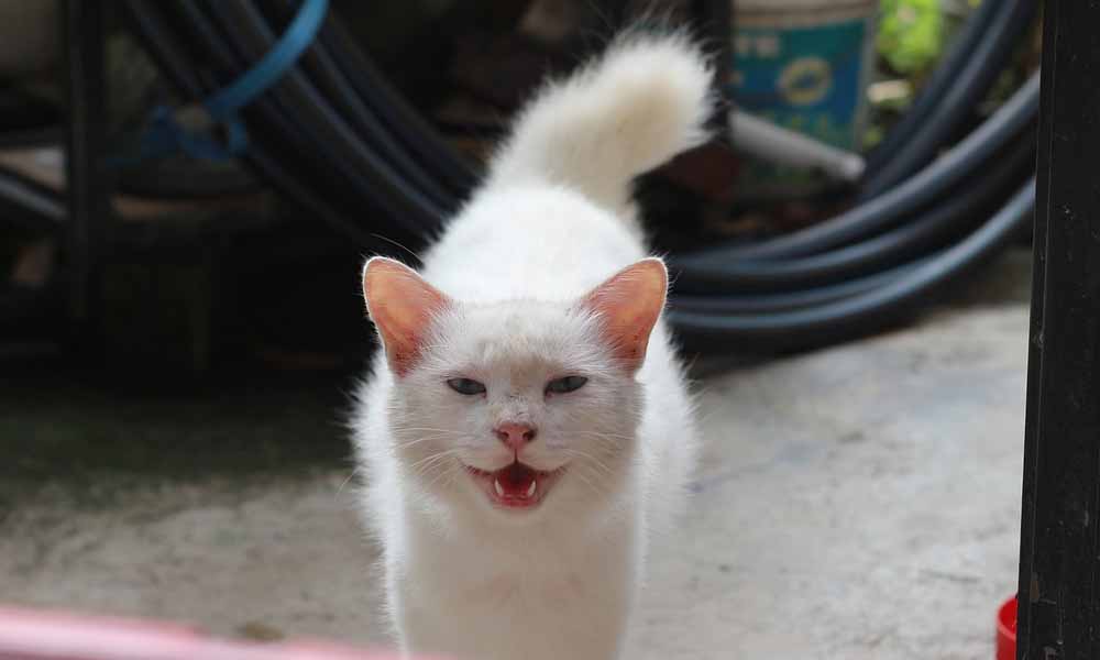 белый кот во дворе