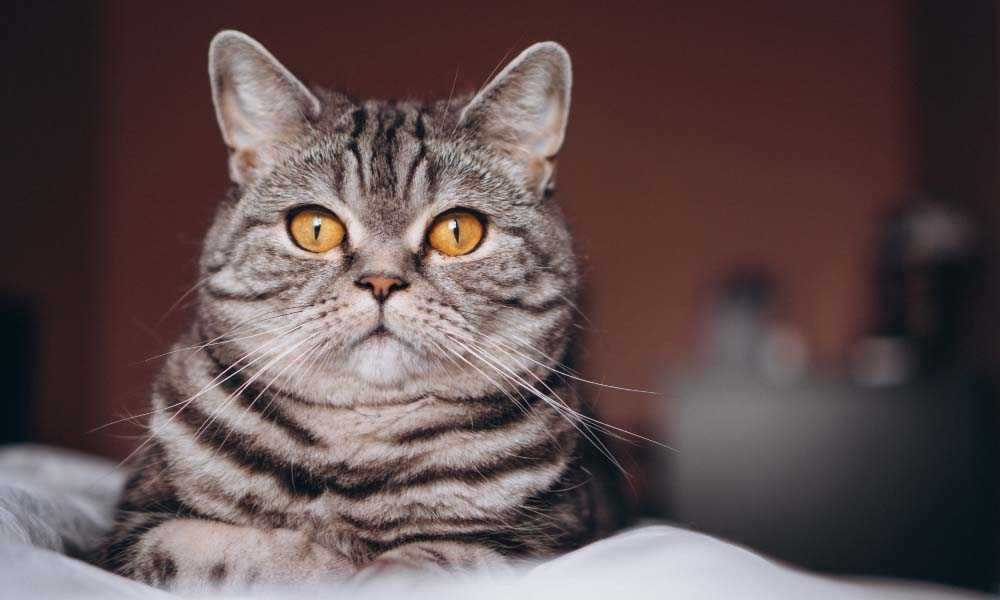 полосатый кот с желтыми глазами
