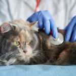 Как облегчить посещение ветеринара для вас и вашей кошки