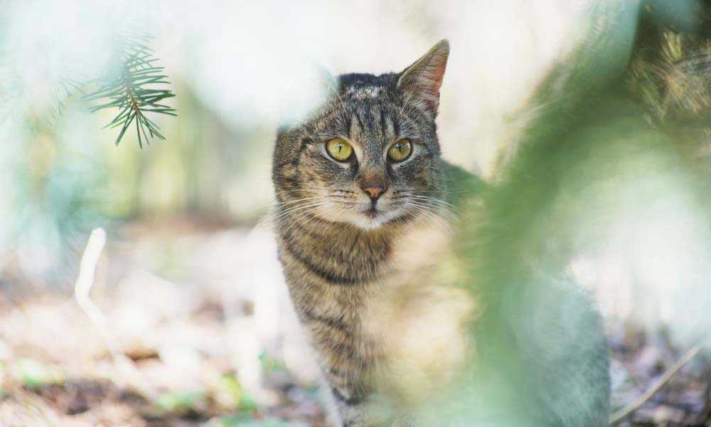 кот в лесу
