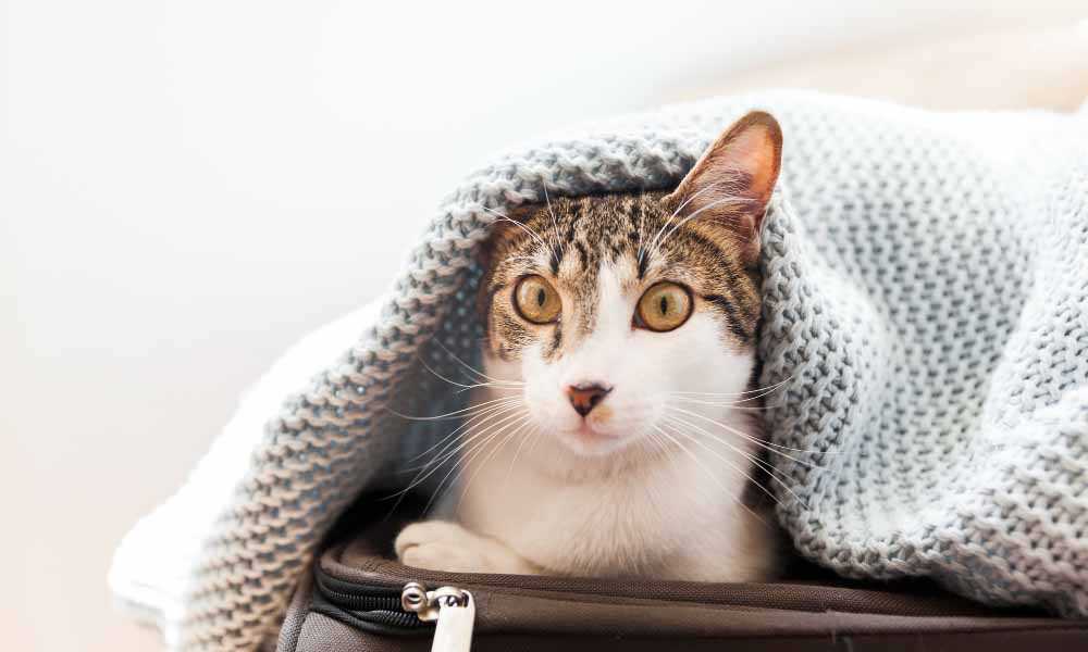 забавный кот под одеялом