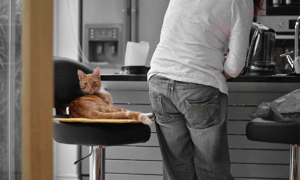 рыжий кот на кухне