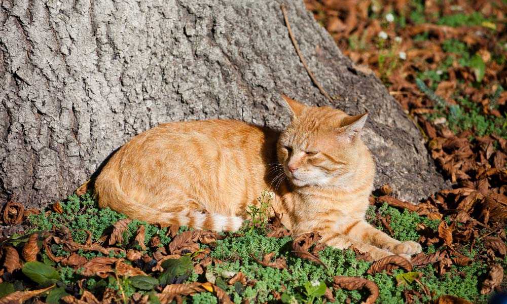 рыжий кот лежит у дерева