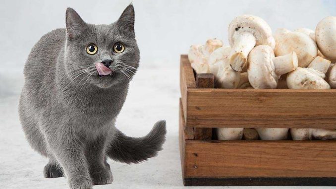 Можно ли кошкам грибы