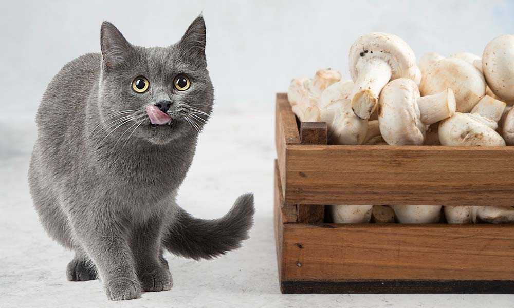 Кошкам можно соленое. Кошечка и шампиньоны. Кошечка и грибы. Кошка и грибы. Можно ли кошкам хурму.
