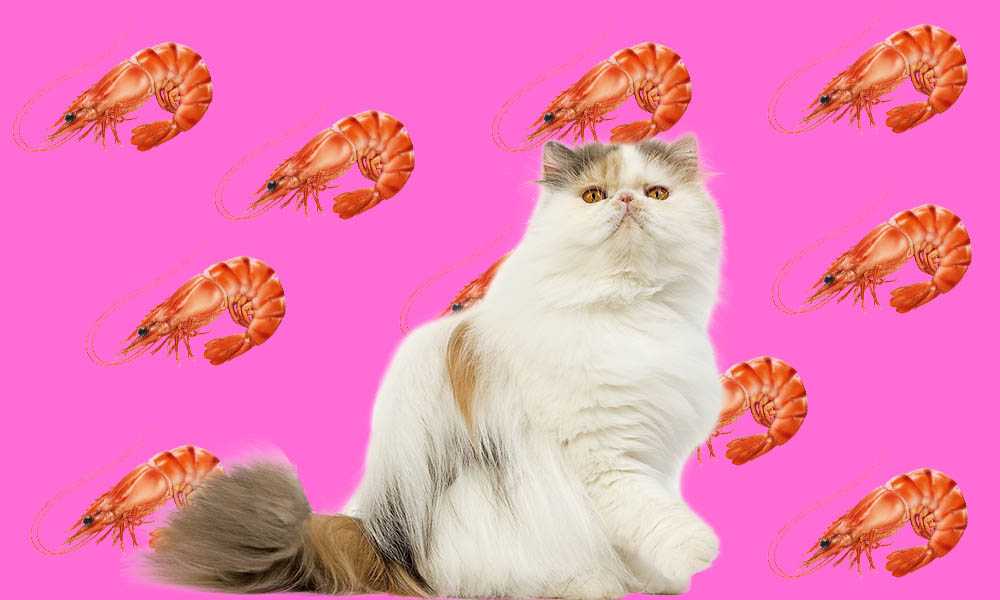 Можно ли кошкам давать креветки?