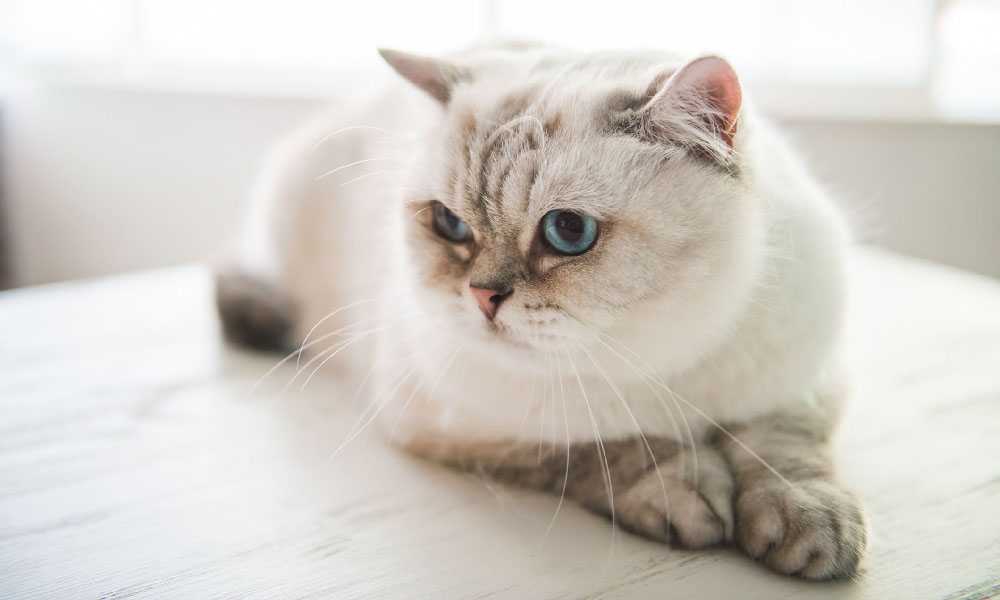 Британская кошка окрас колорпоинт