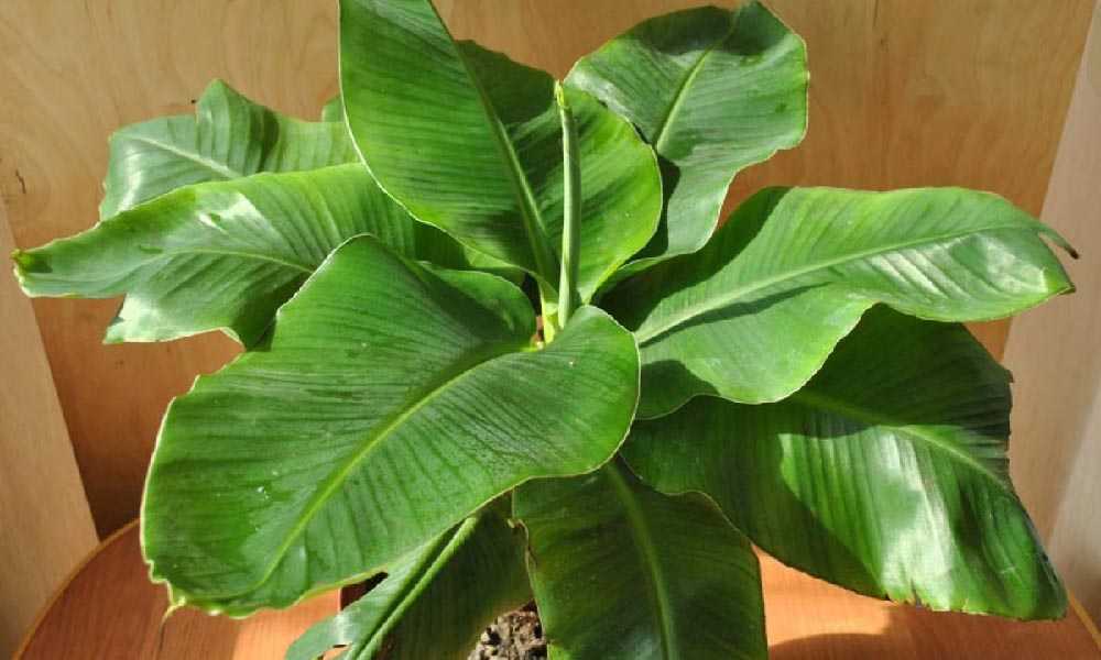 Банановое растение