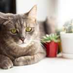 безопасные растения для кошек