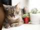 безопасные растения для кошек