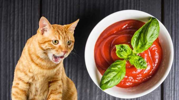 можно ли кошкам томатный соус