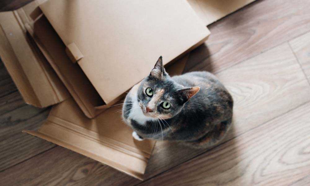 кошка на коробках