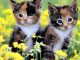 Два котенка в цветах