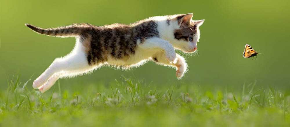 максимальная скорость кошки