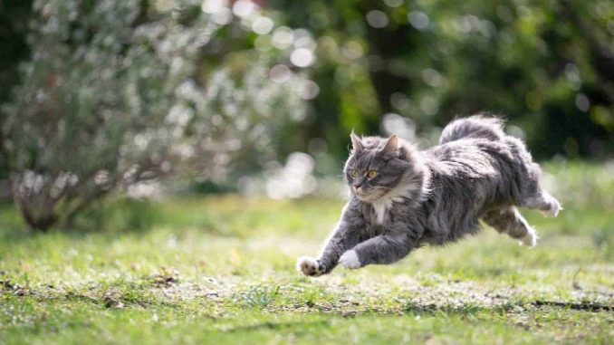 как быстро может бегать кошка
