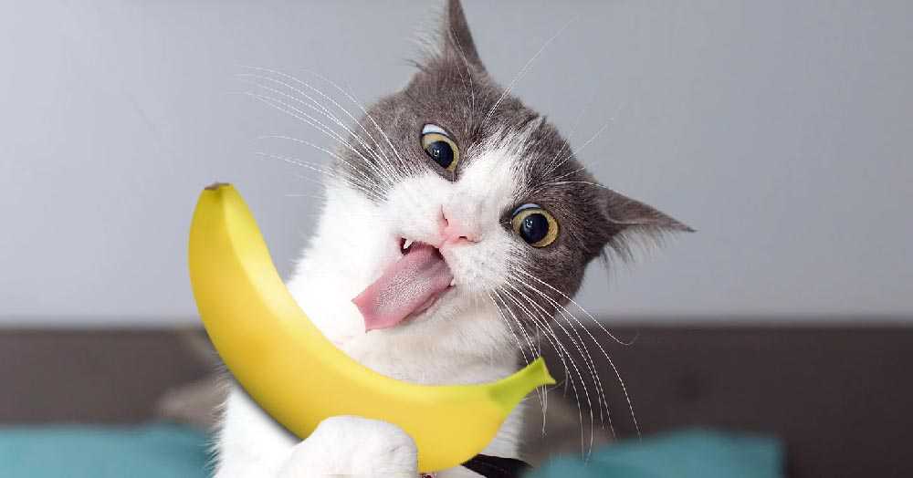 любят ли кошки бананы