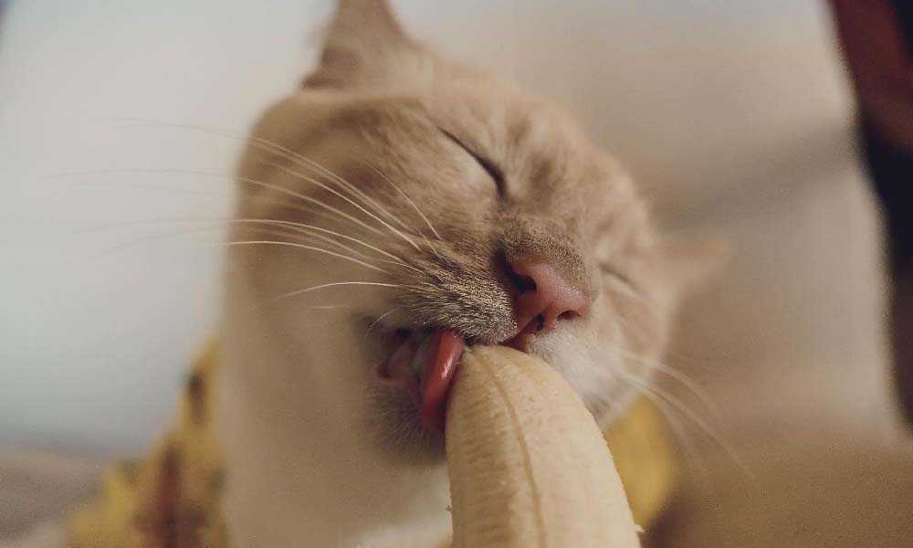 кот ест банан