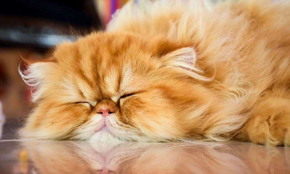персидский кот спит