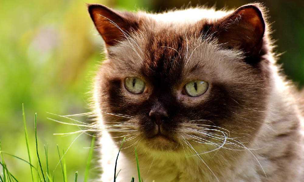 британская кошка колорпоинт