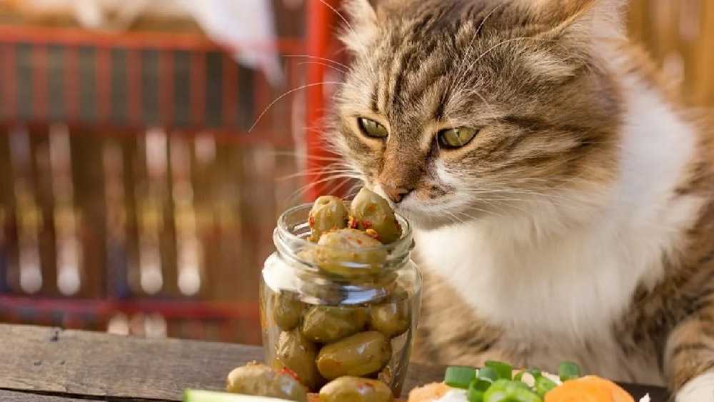 кошка ест оливки