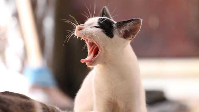 кошка зевает