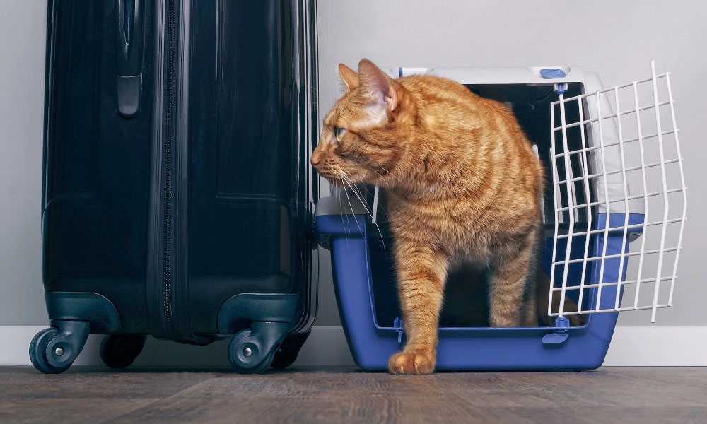 Кошки это ненавидят: 26 способов досадить вашему коту
