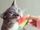 Можно ли кошкам арбуз? Польза и вред этой ягоды для кота