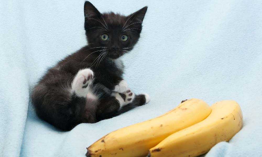 можно ли кошкам бананы