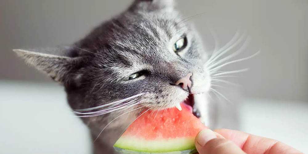 кот кусает арбуз