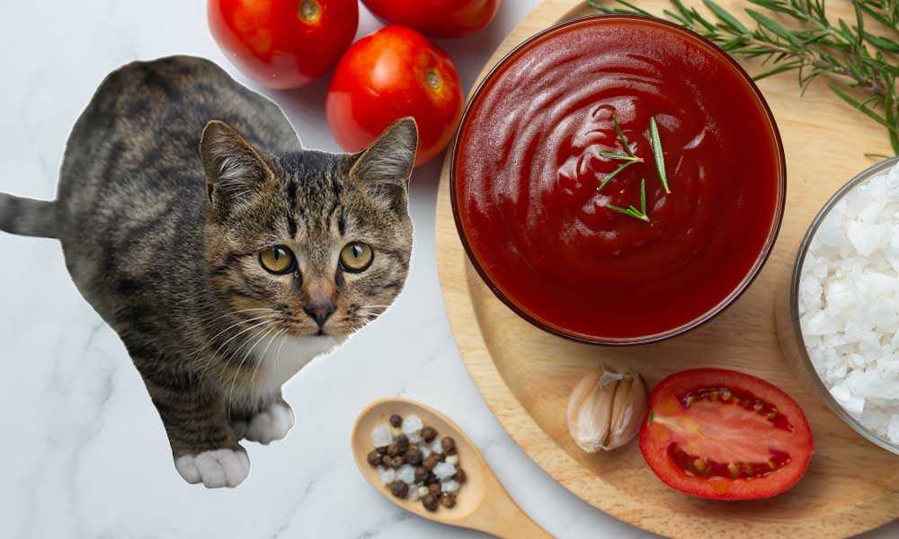Безопасно ли кошкам есть томатный соус?