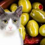 можно ли коту оливки
