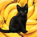 можно ли коту банан