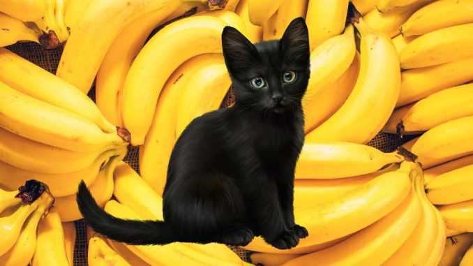 можно ли коту банан