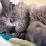 серый кот спит