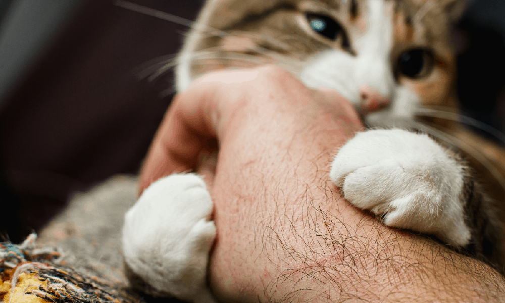 Почему кошки царапаются? Можно ли отучить кота царапаться?