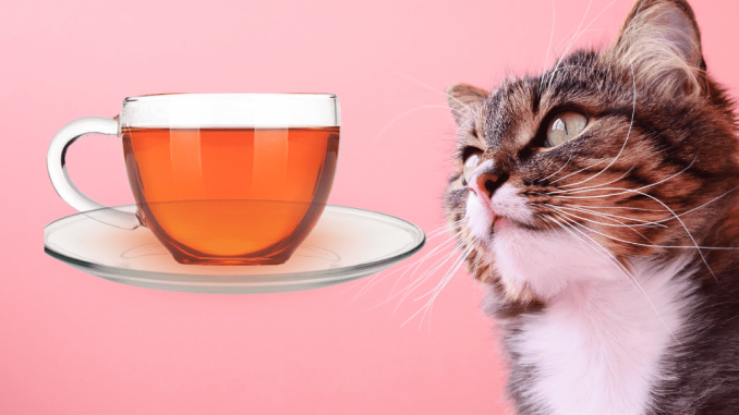 кот и чай