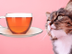 кот и чай