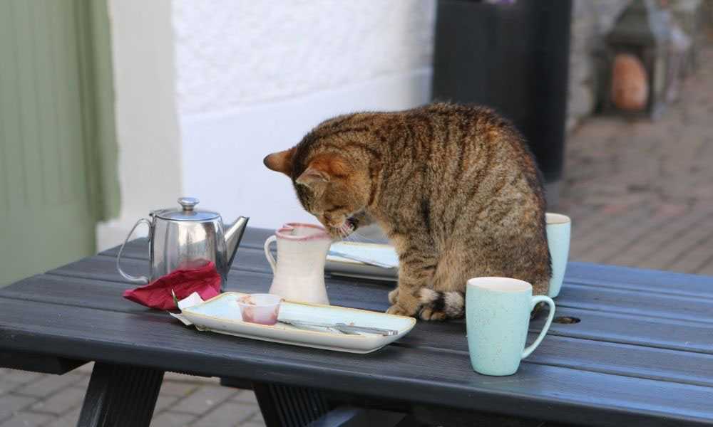 кот пьет из чашки на столе