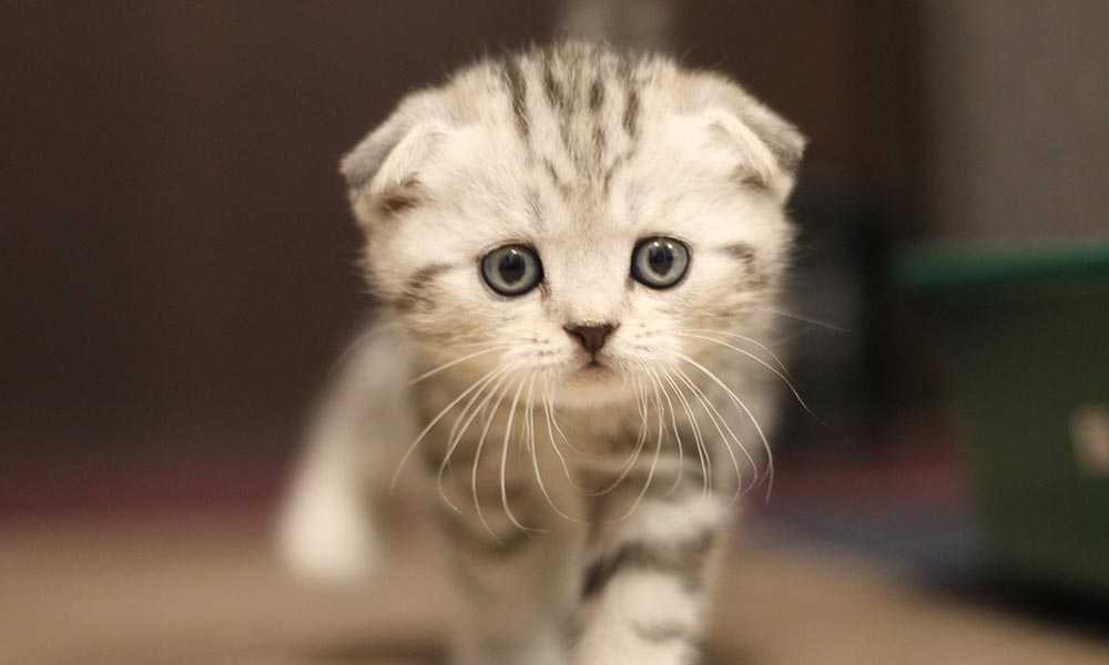 шотландский вислоухий котенок серебрянный табби