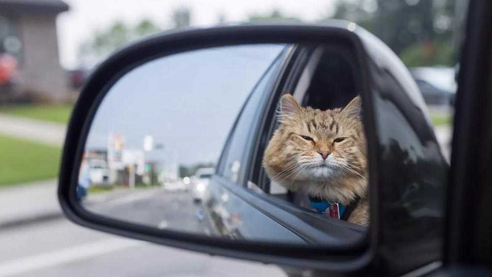 кот высовывает голову из окна машины