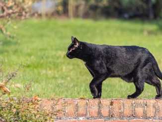 у кошки висит живот ближе к хвосту