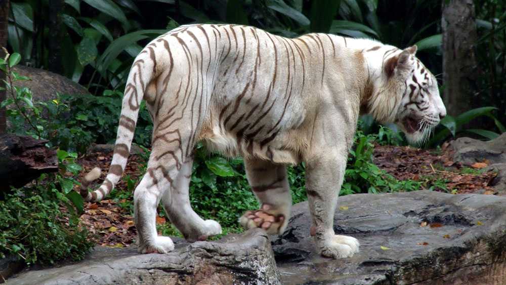 тигр с обвисшим животом