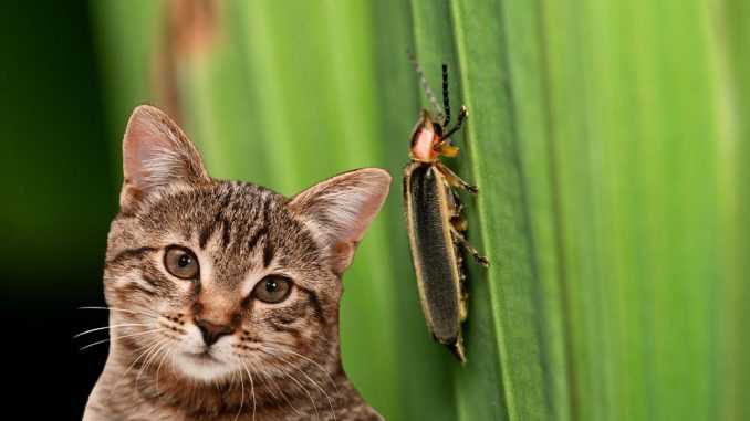 кот и жук